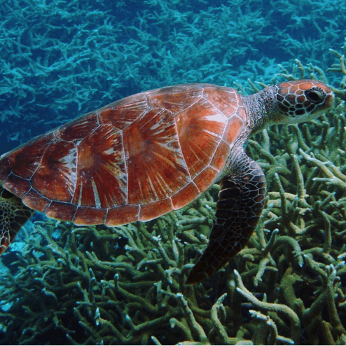 Copy of green-turtle Copy of green-turtle