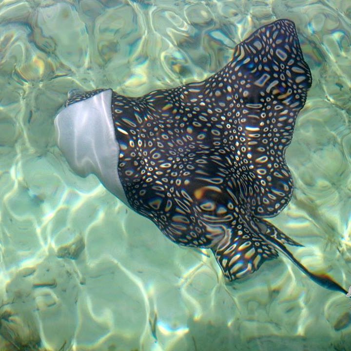 Spotted Eagle Ray in the Flats