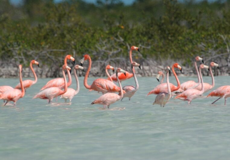 flamingoes flamingoes